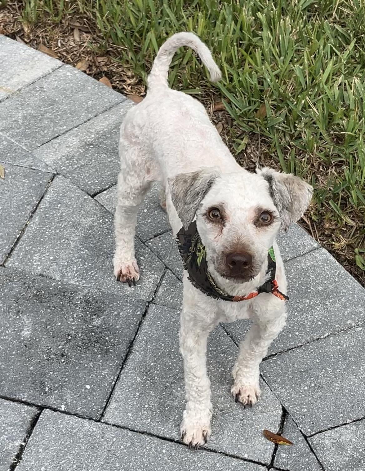 Enlarge Brady, a Adoptable mixed breed in Bradenton, FL image 3/6