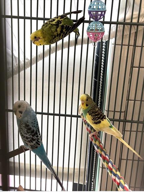 Enlarge BUTTER FINGER, a Adoptable Parakeet (Other) in Dedham, MA image 1/1