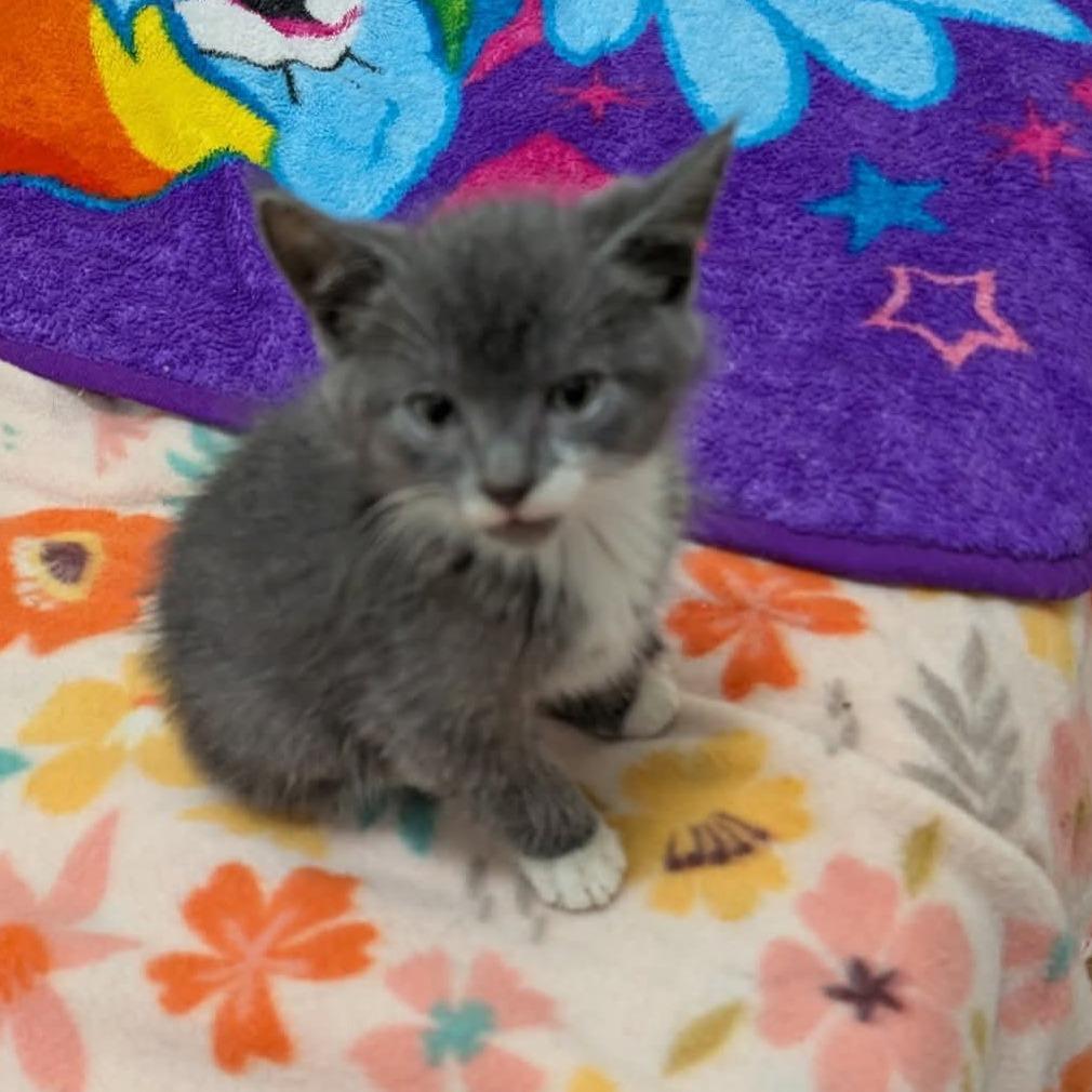 Ghost, a Adoptable Domestic Short Hair in Ridgely, MD image 1/3