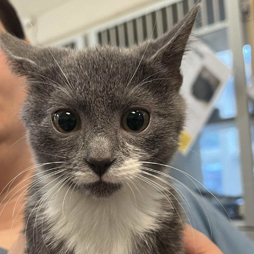 Ghost, a Adoptable Domestic Short Hair in Ridgely, MD image 2/3