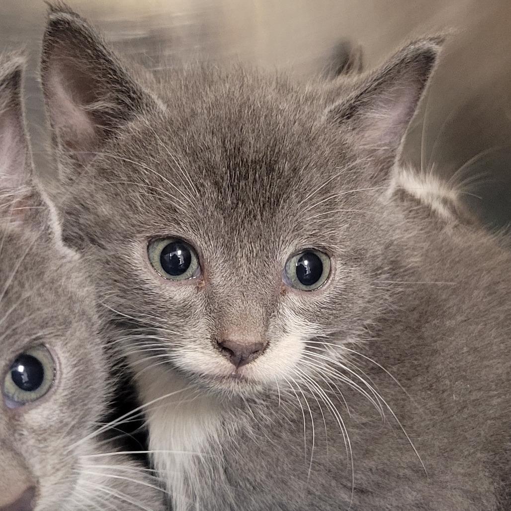 Ghost, a Adoptable Domestic Short Hair in Ridgely, MD image 3/3