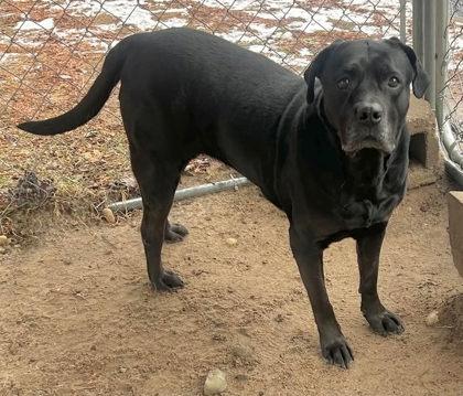 Bella, Senior Female unknown
