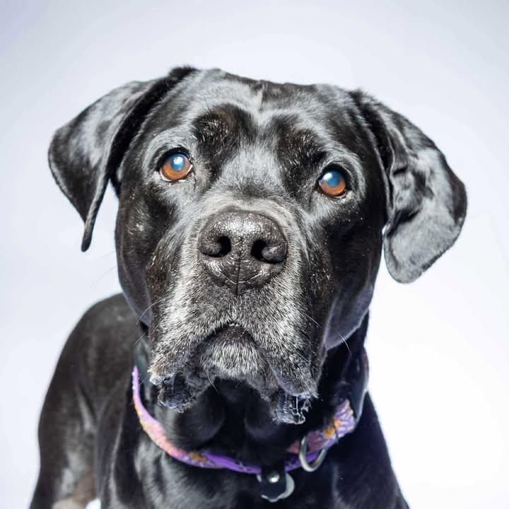 Bella, Senior Female unknown