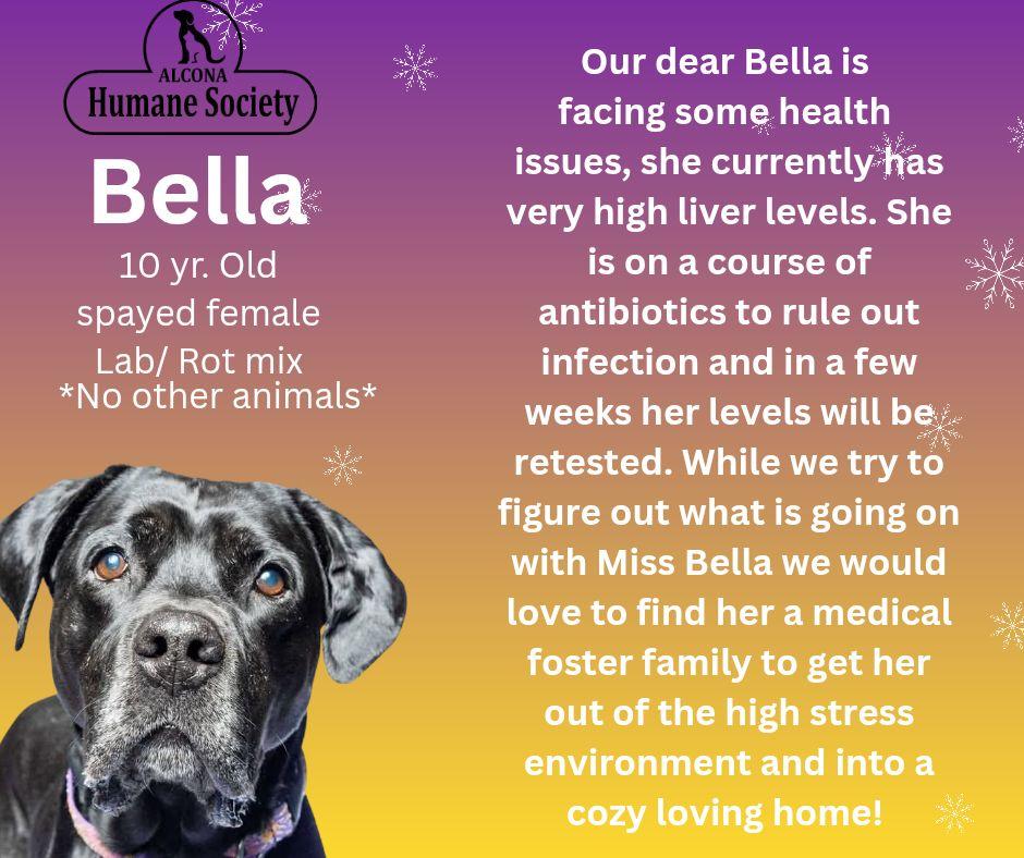 Bella, Adoptable, Senior Female Pit Bull Terrier & Rottweiler.