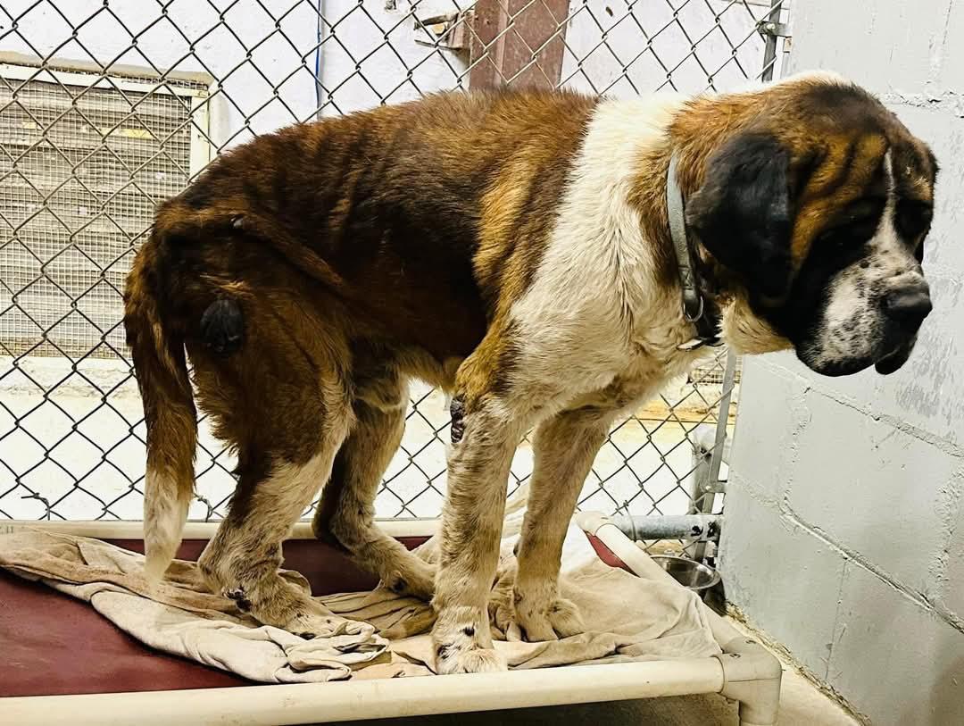Sully, a Adoptable Saint Bernard in Cedar Park, TX image 4/5