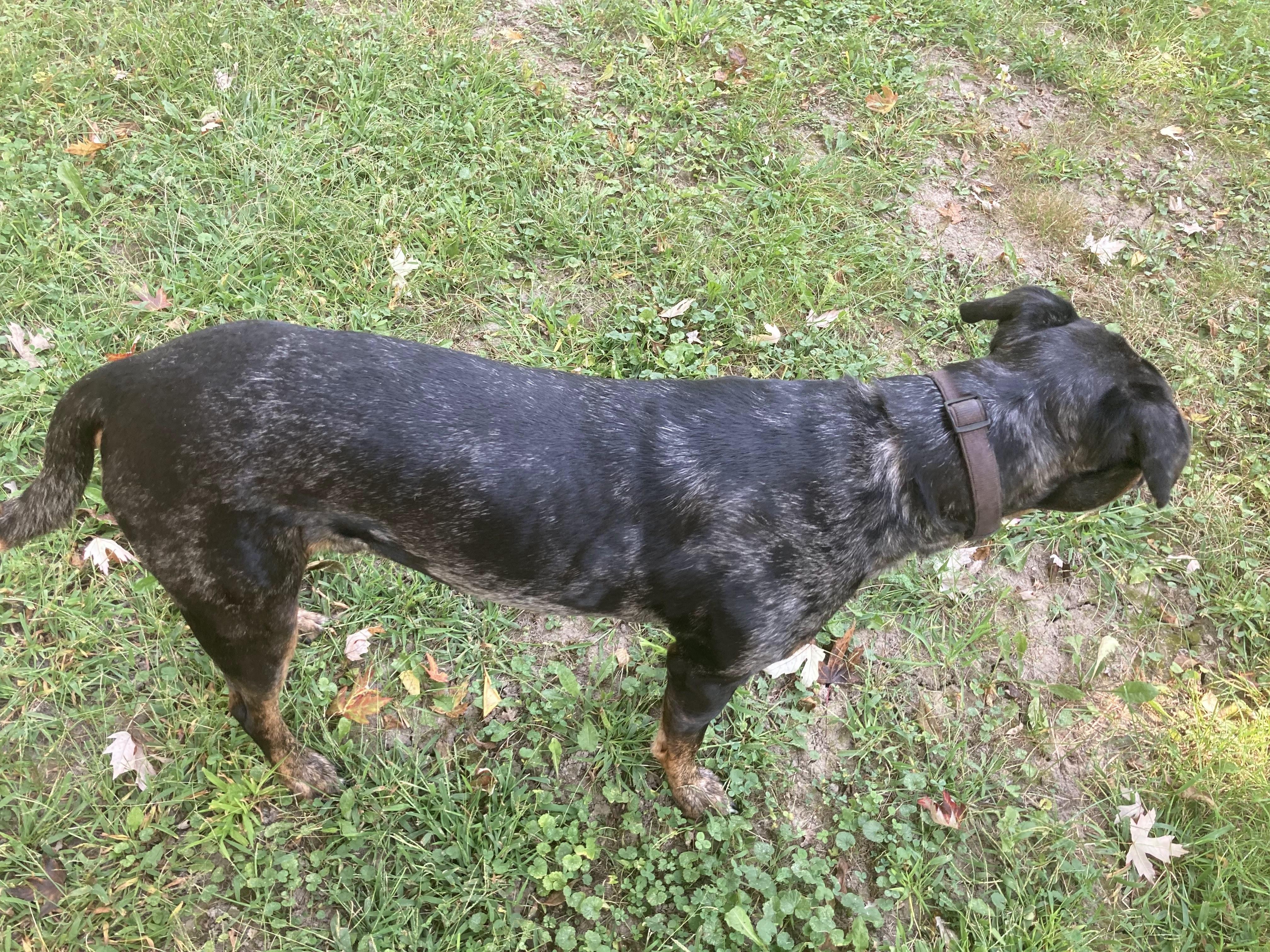 Kiddo, a Adopted mixed breed in Northville, MI image 2/4