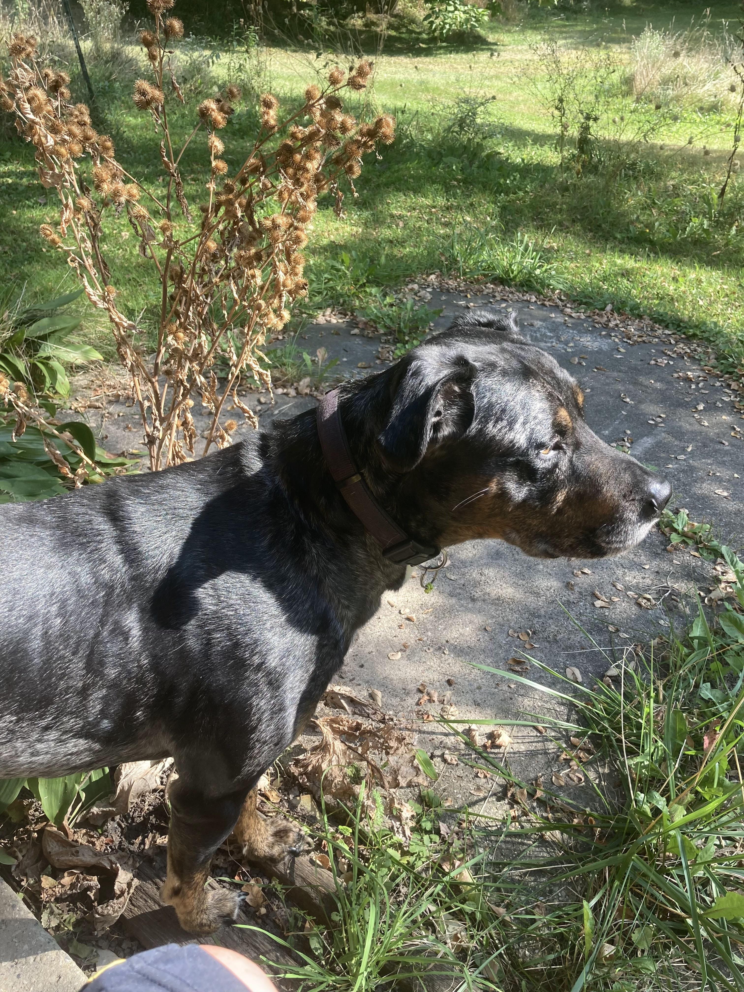 Kiddo, a Adopted mixed breed in Northville, MI image 3/4