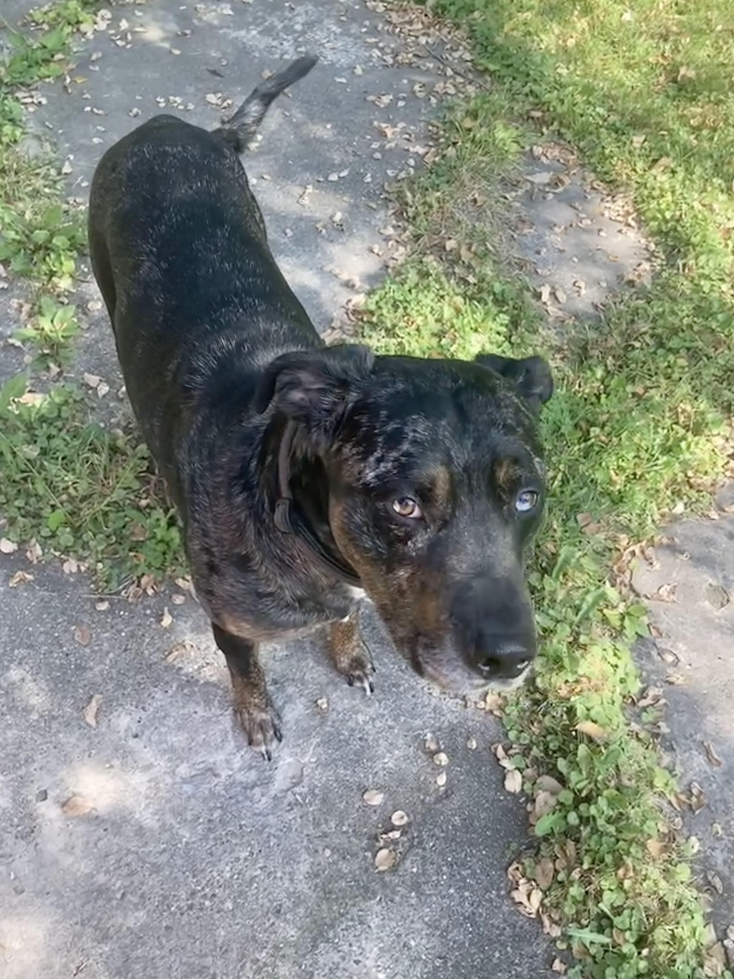 Kiddo, Adopted, Adult Male Catahoula Leopard Dog & Bulldog.