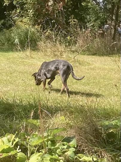 Kiddo, a Adopted mixed breed in Northville, MI image 4/4