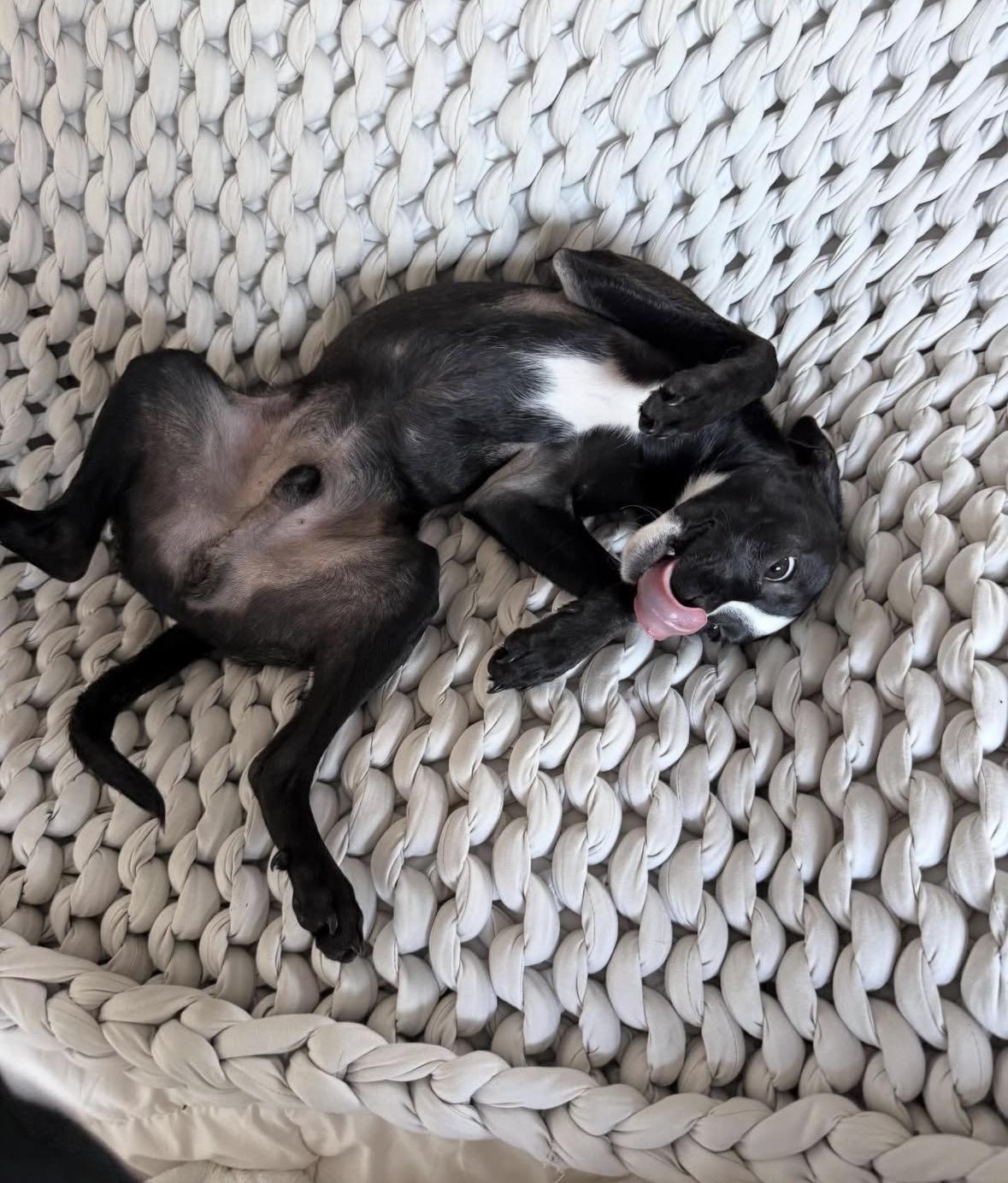 Enlarge Chico, an adopted mixed breed in Pasadena, CA image 5/5