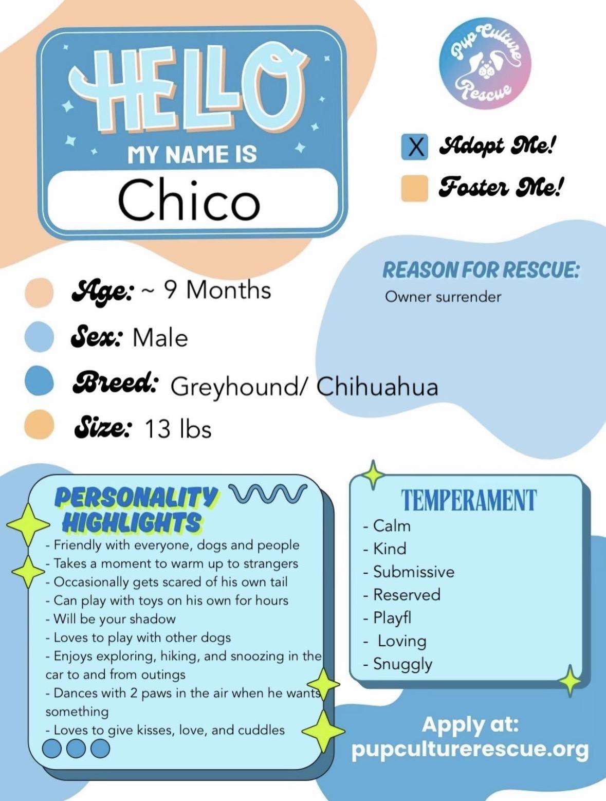 Enlarge Chico, an adopted mixed breed in Pasadena, CA image 2/5