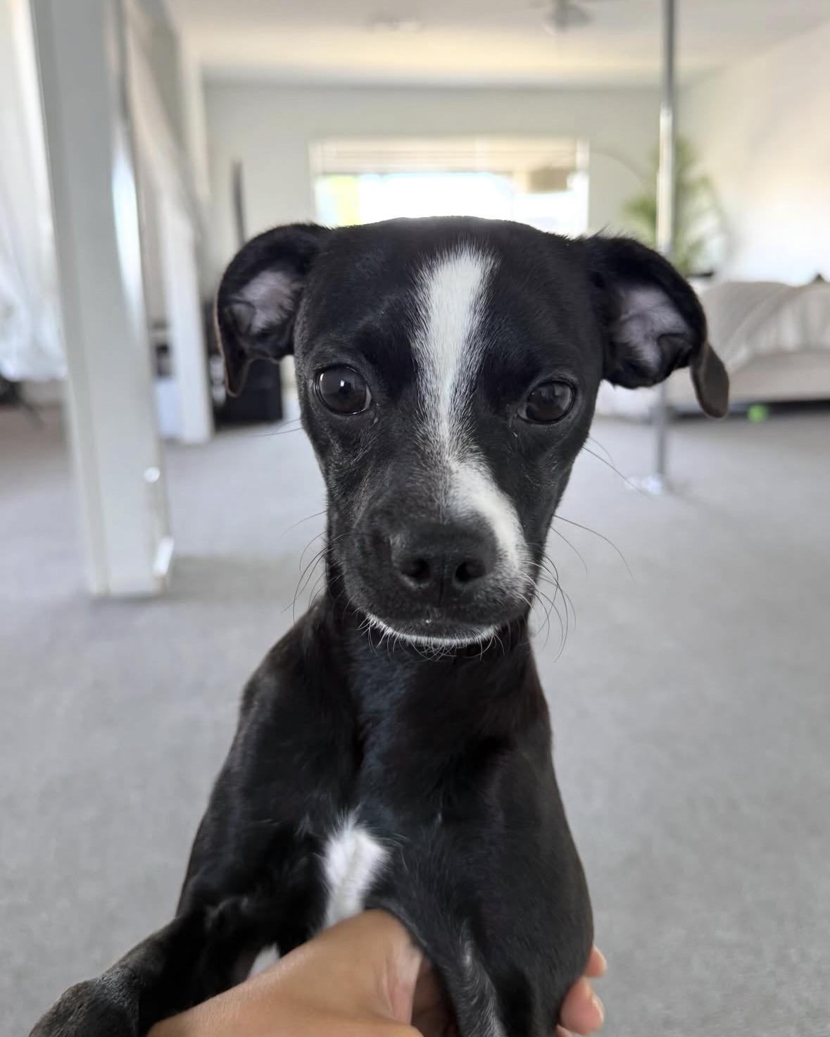 Enlarge Chico, an adopted mixed breed in Pasadena, CA image 3/5