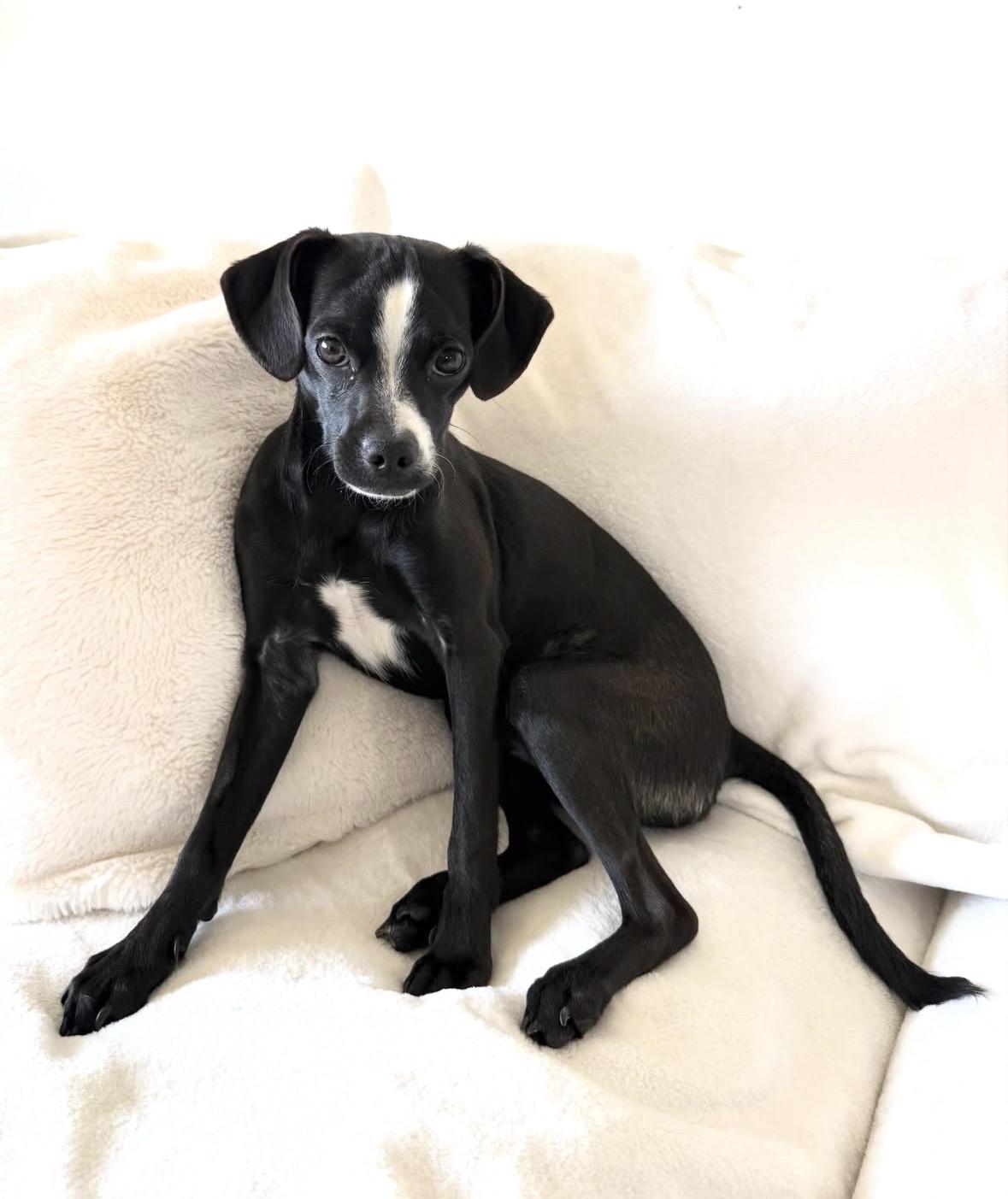 Chico, adopted, Puppy Male Chihuahua & Greyhound.