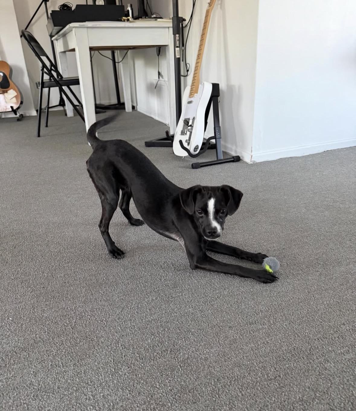 Enlarge Chico, an adopted mixed breed in Pasadena, CA image 4/5