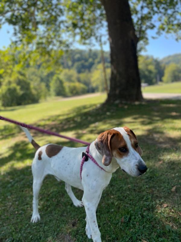 Enlarge Dodger, a Adoptable Coonhound in New Martinsville, WV image 1/6