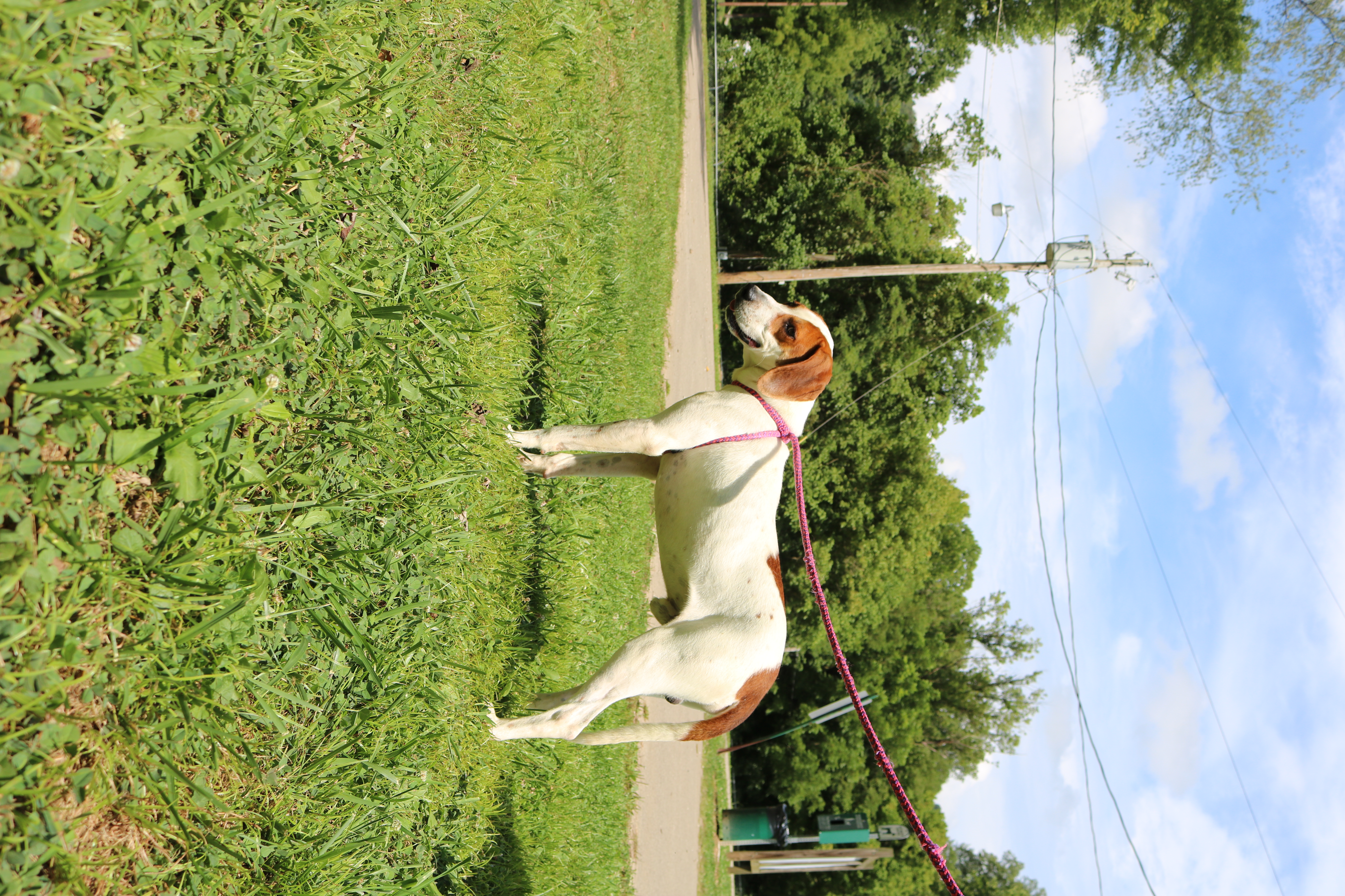 Enlarge Dodger, a Adoptable Coonhound in New Martinsville, WV image 3/6