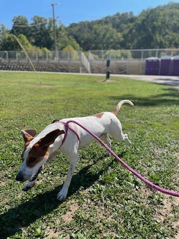Enlarge Dodger, a Adoptable Coonhound in New Martinsville, WV image 4/6