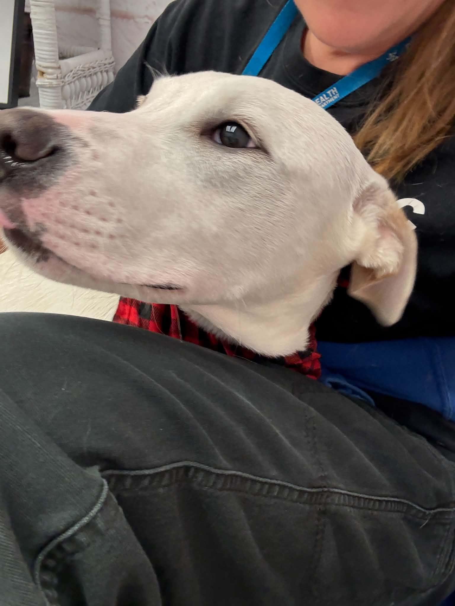 Enlarge Elmer, an adopted mixed breed in Oxford, MI image 4/5