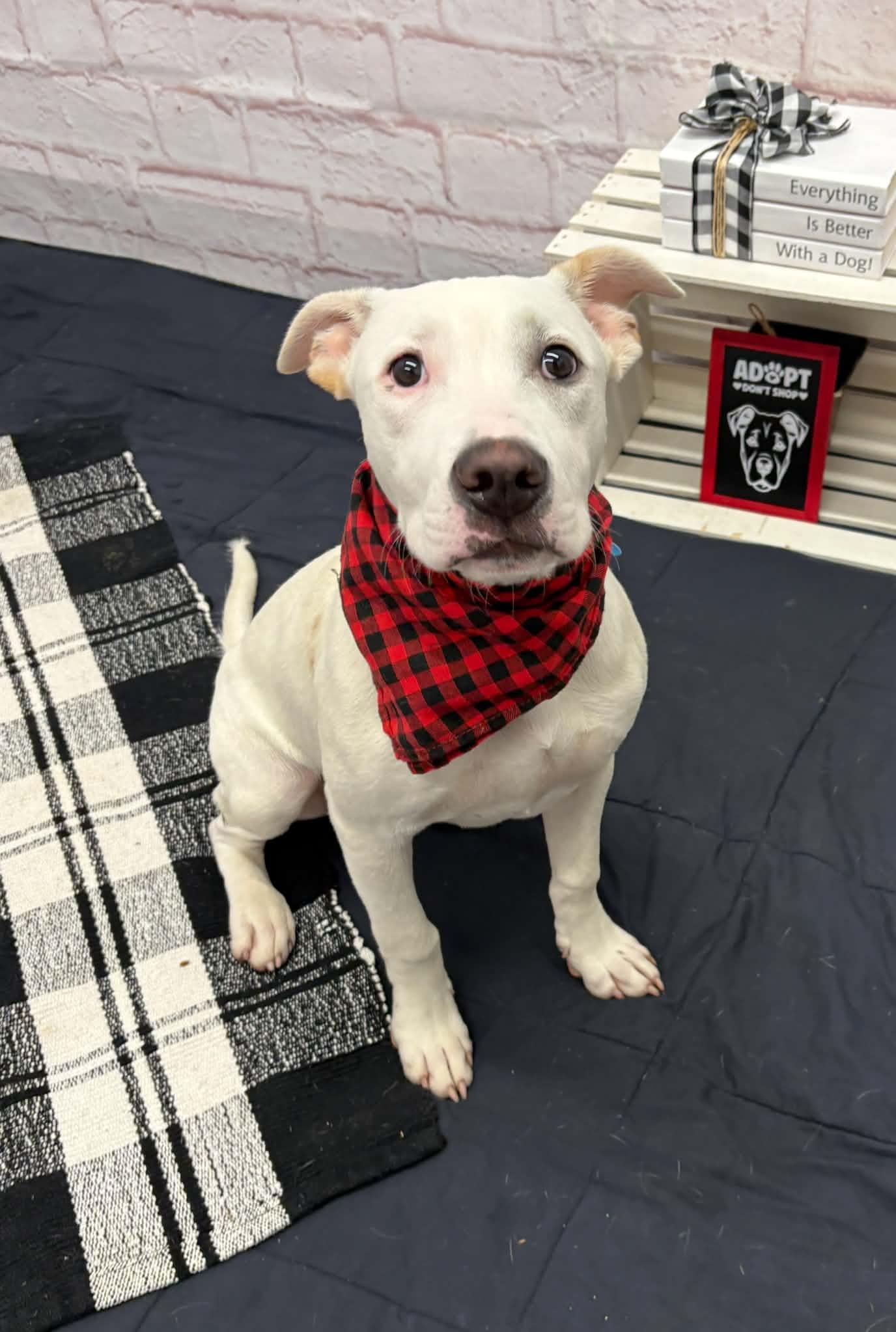 Enlarge Elmer, an adopted mixed breed in Oxford, MI image 5/5