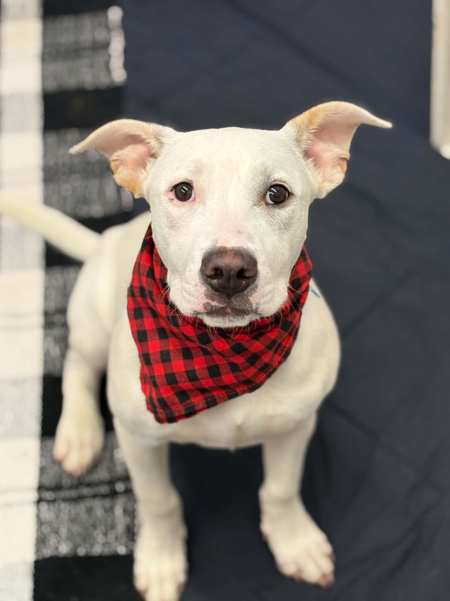 Elmer, adopted, Puppy Male Pit Bull Terrier & Mixed Breed.