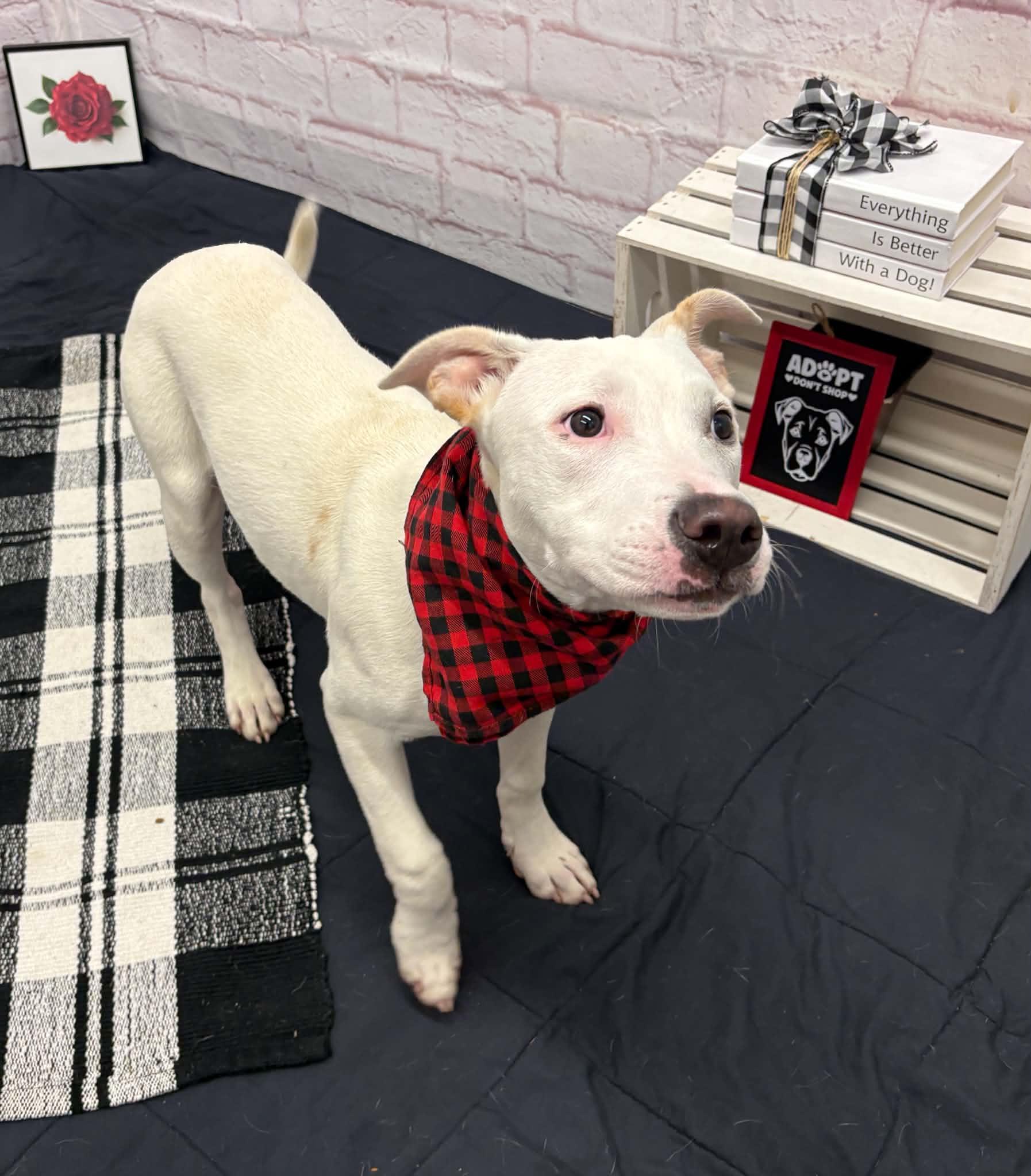 Enlarge Elmer, an adopted mixed breed in Oxford, MI image 3/5