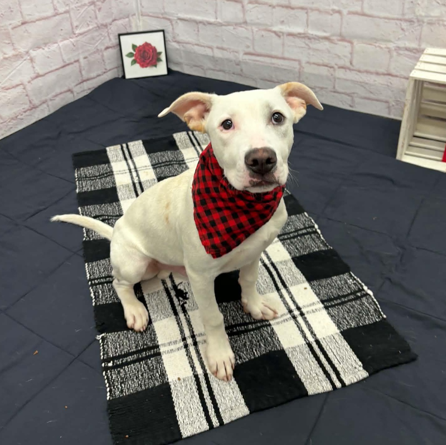 Enlarge Elmer, an adopted mixed breed in Oxford, MI image 2/5