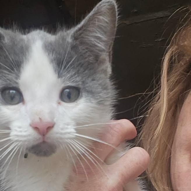 Odin, Young Male Domestic Short Hair