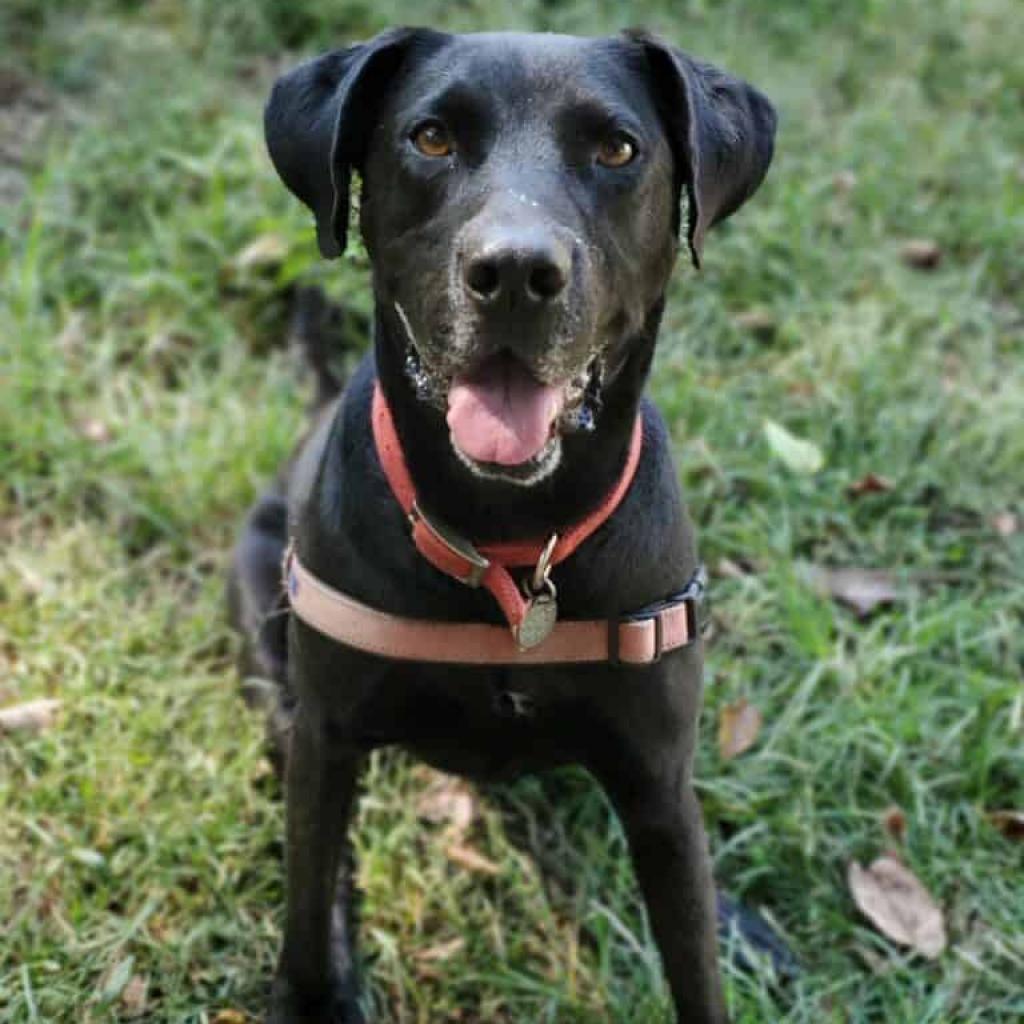 Marvin, Adoptable, Senior Male Labrador Retriever.