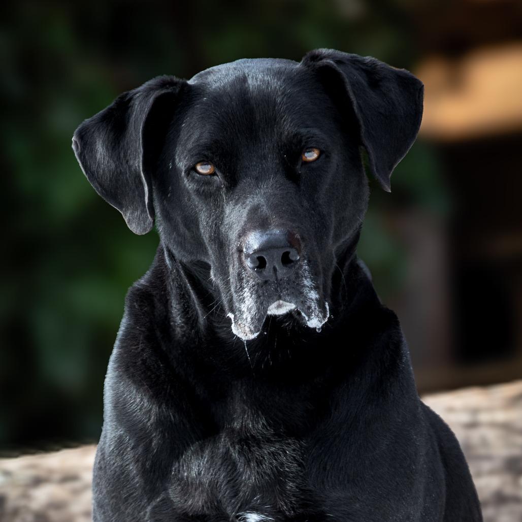 Marvin, a Adoptable Labrador Retriever in Aldie, VA image 2/6