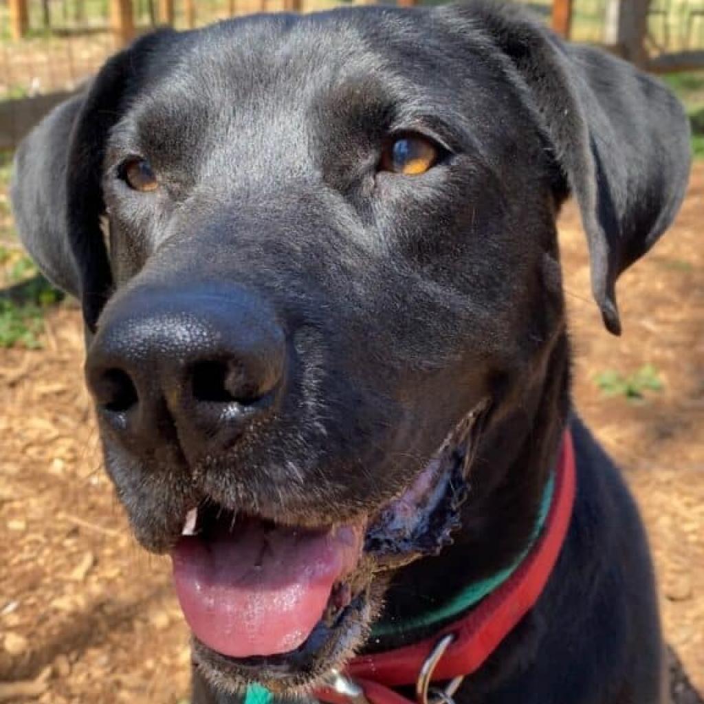 Marvin, a Adoptable Labrador Retriever in Aldie, VA image 3/6