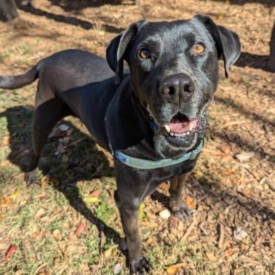 Marvin — thumbnail 4