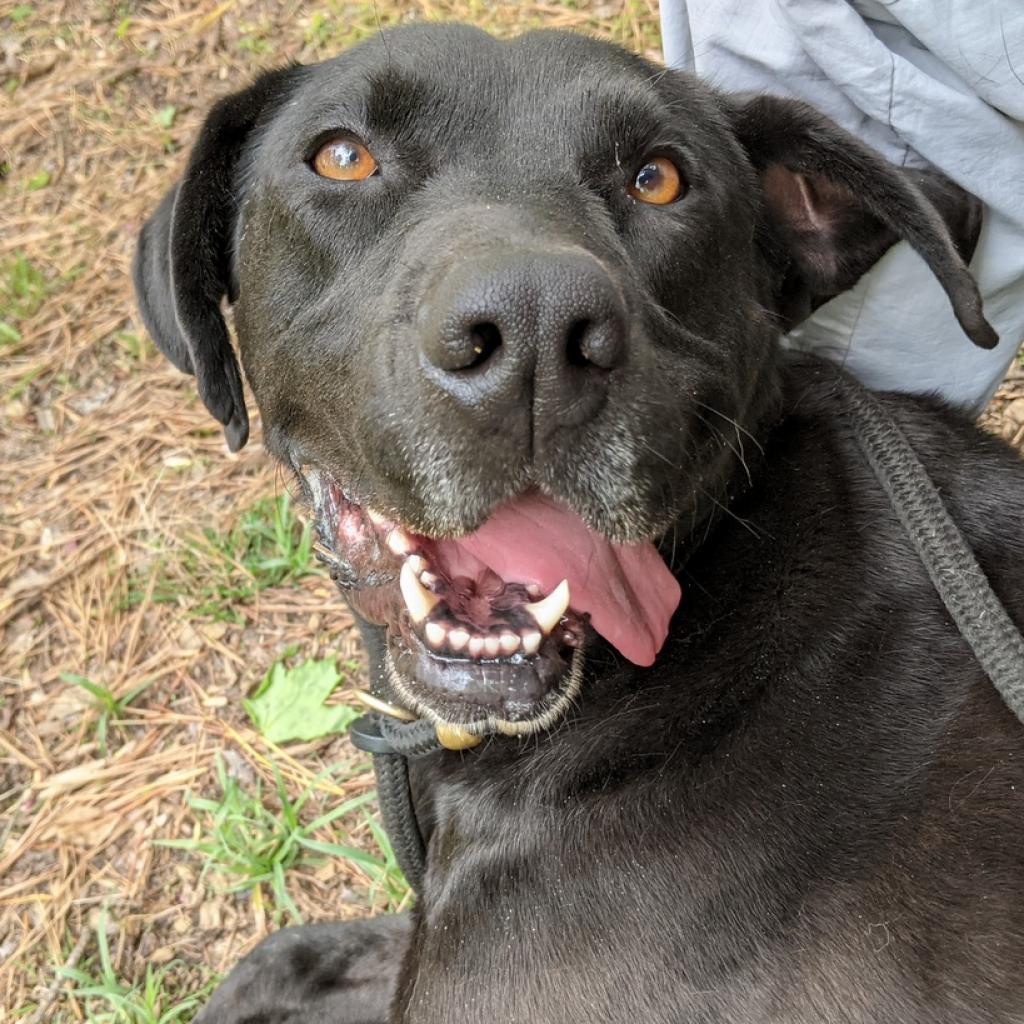 Marvin — thumbnail 6