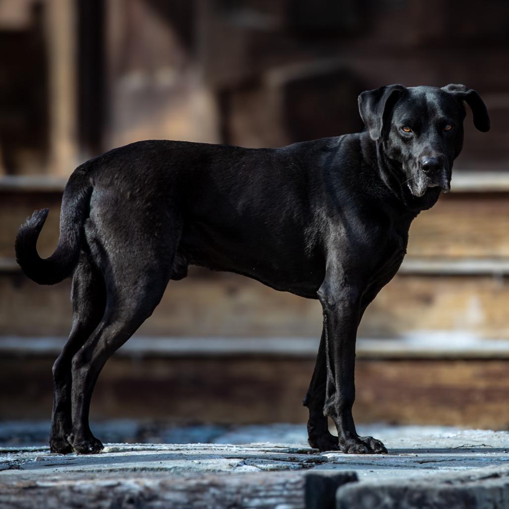 Enlarge Marvin, a Adoptable Labrador Retriever in Aldie, VA image 5/5