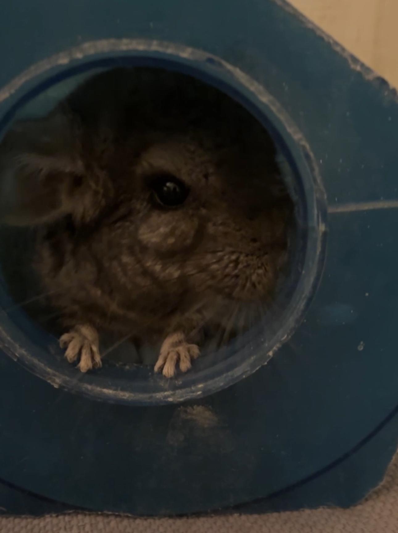 Enlarge Chili, an adopted Chinchilla in Gibbsboro, NJ image 3/4