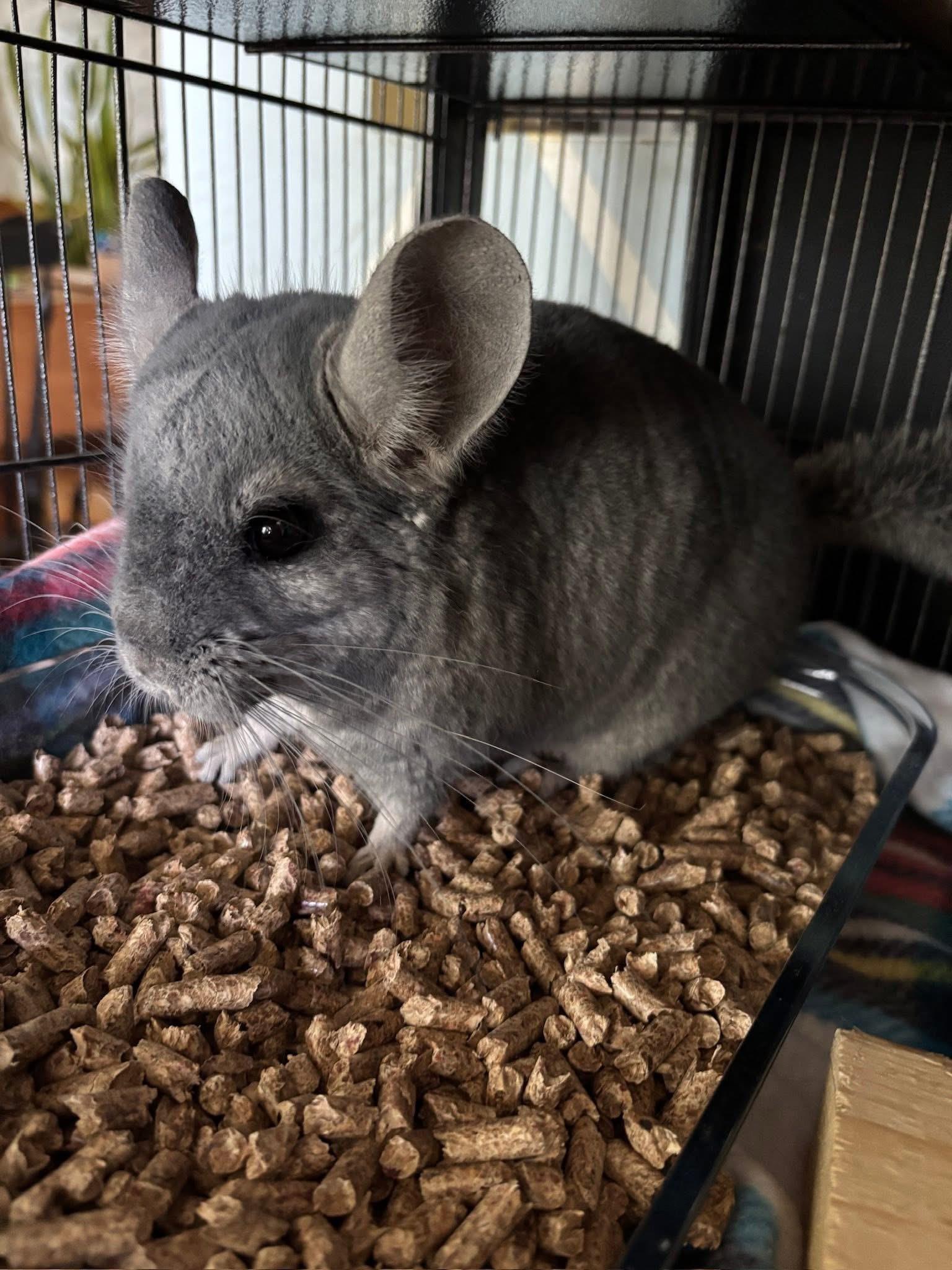 Chili, ADOPTABLE, Senior Male Chinchilla.