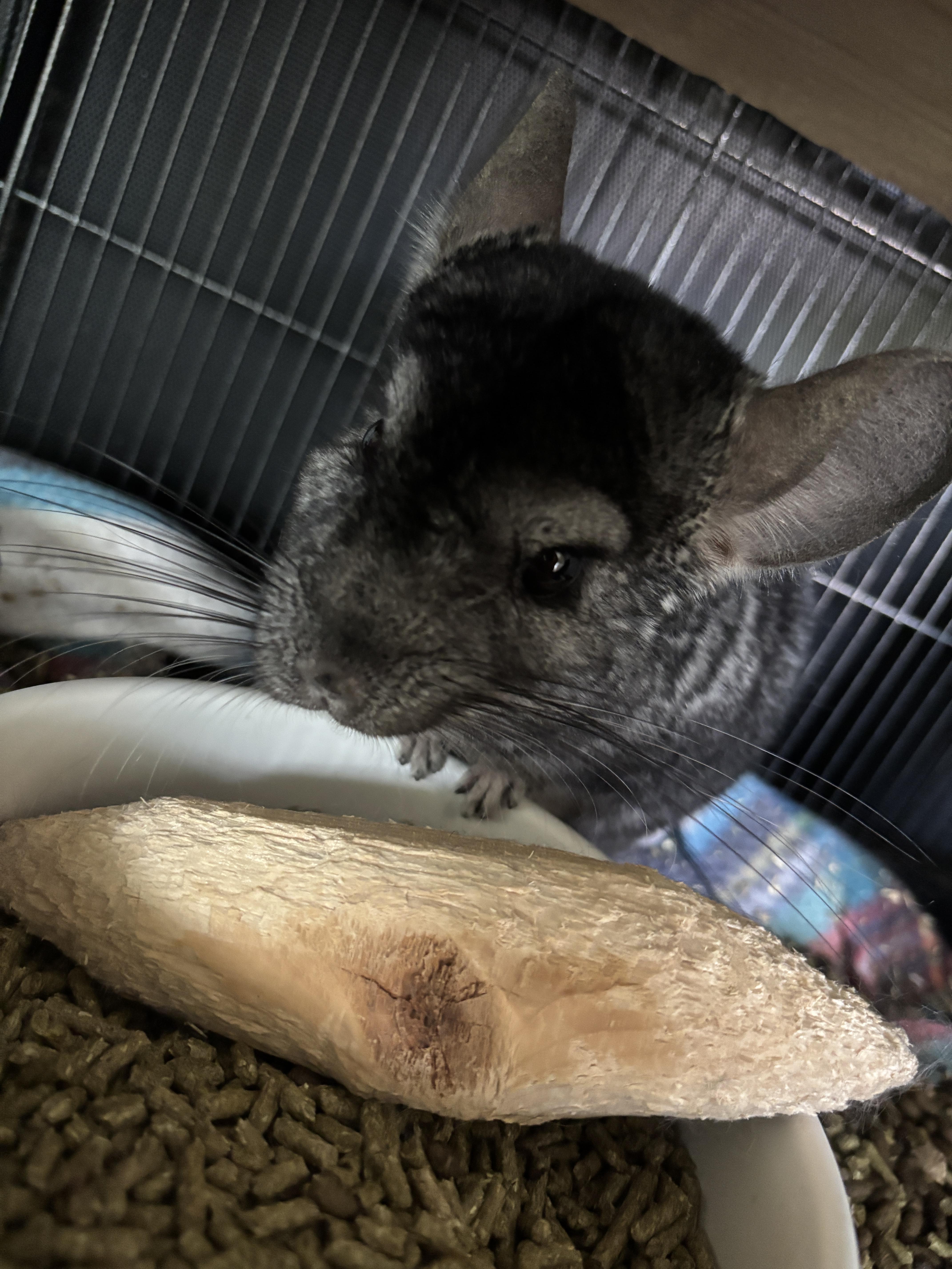 Enlarge Chili, an adopted Chinchilla in Gibbsboro, NJ image 2/4
