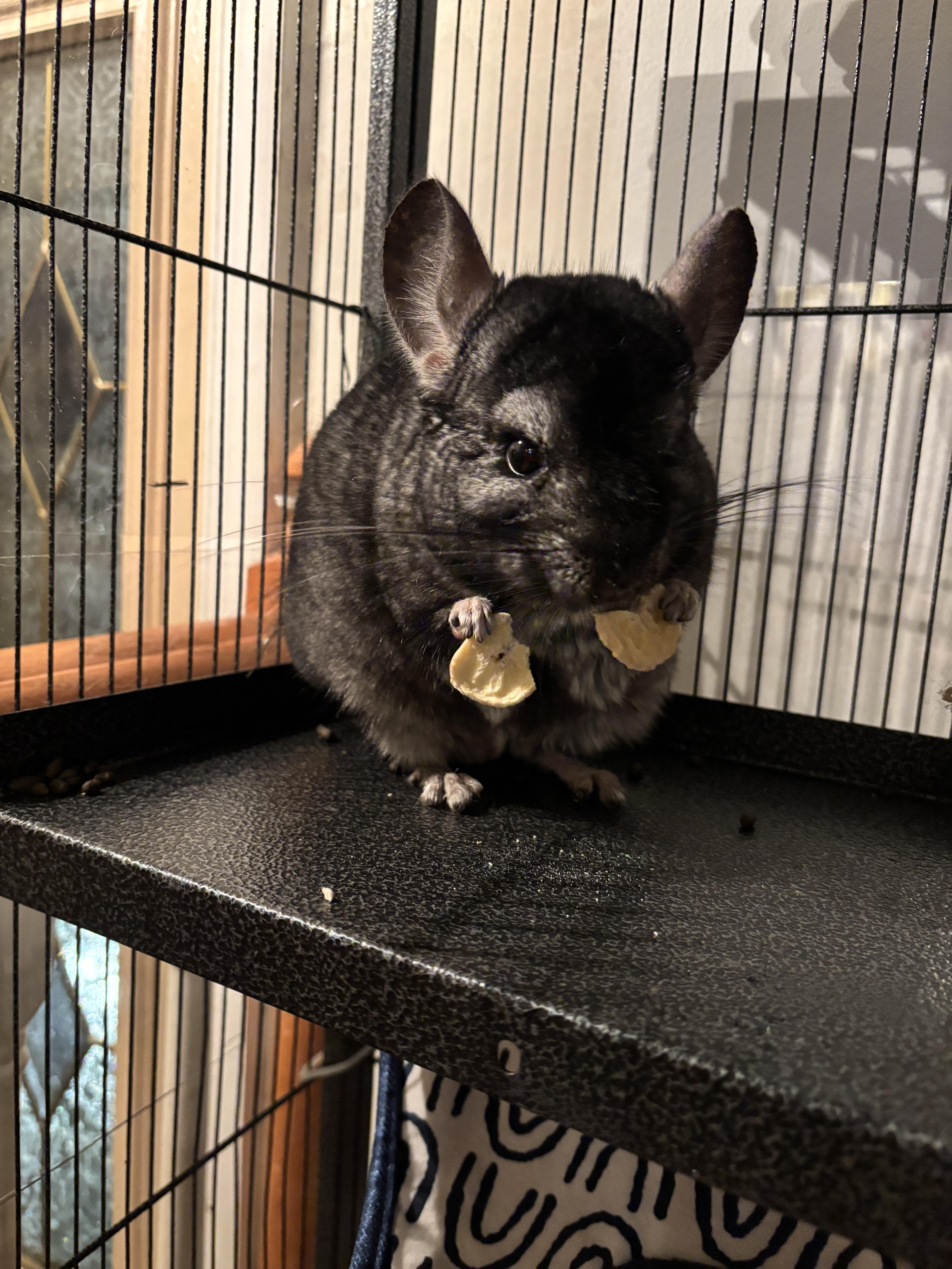 Enlarge Chili, an adopted Chinchilla in Gibbsboro, NJ image 4/4