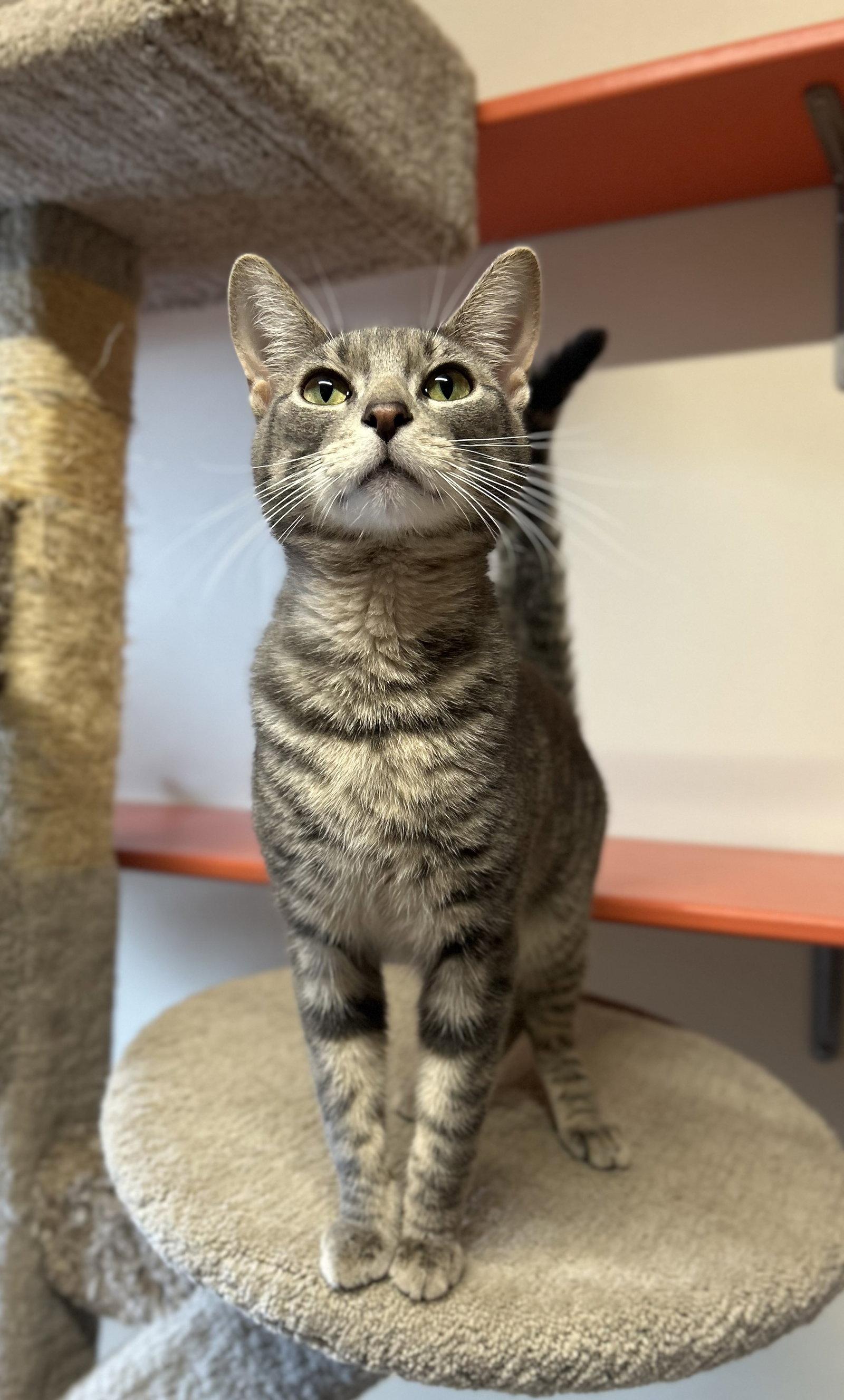 Enlarge Cooper, a Adoptable Domestic Short Hair in Arlington, VT image 1/3