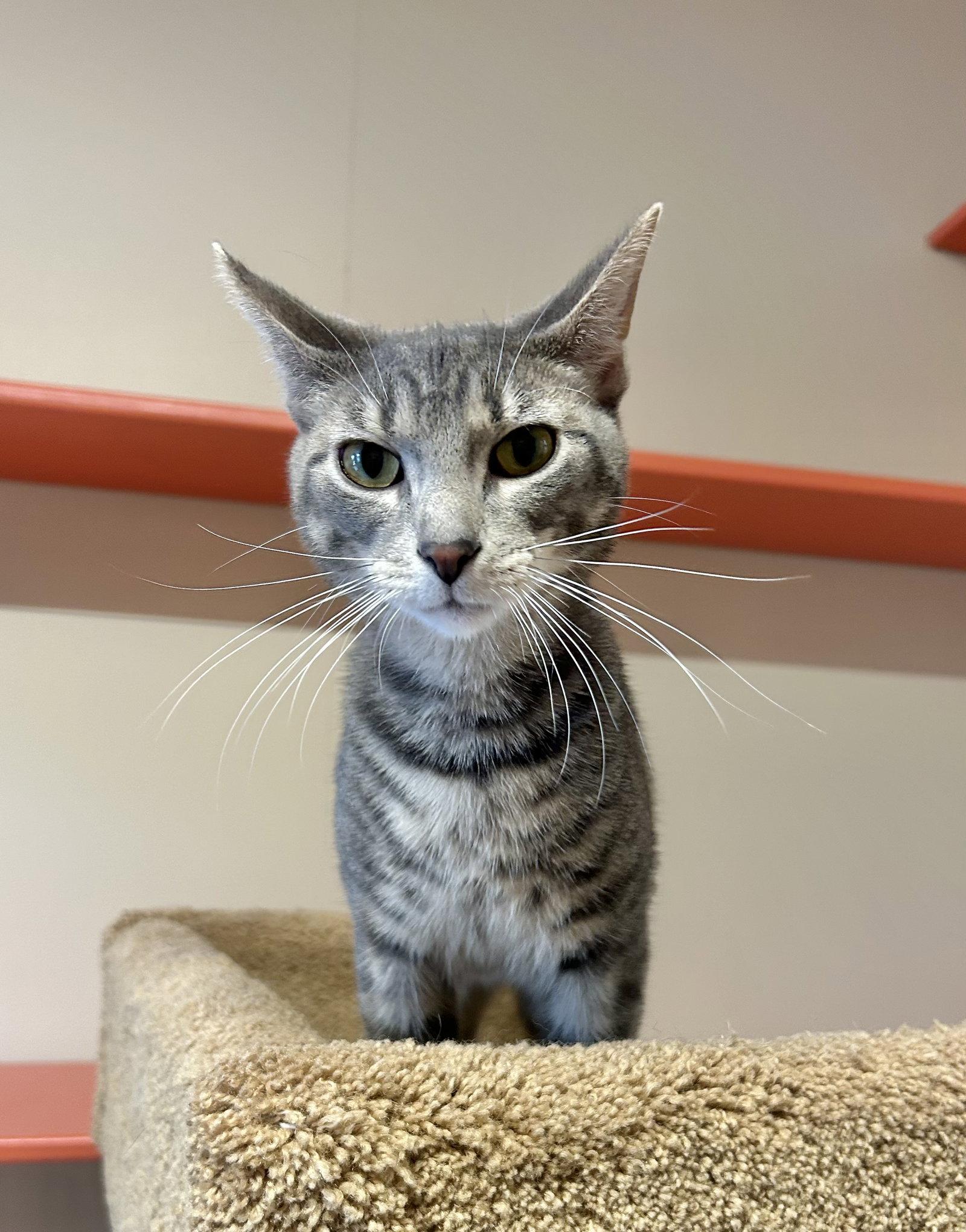 Enlarge Cooper, a Adoptable Domestic Short Hair in Arlington, VT image 2/3