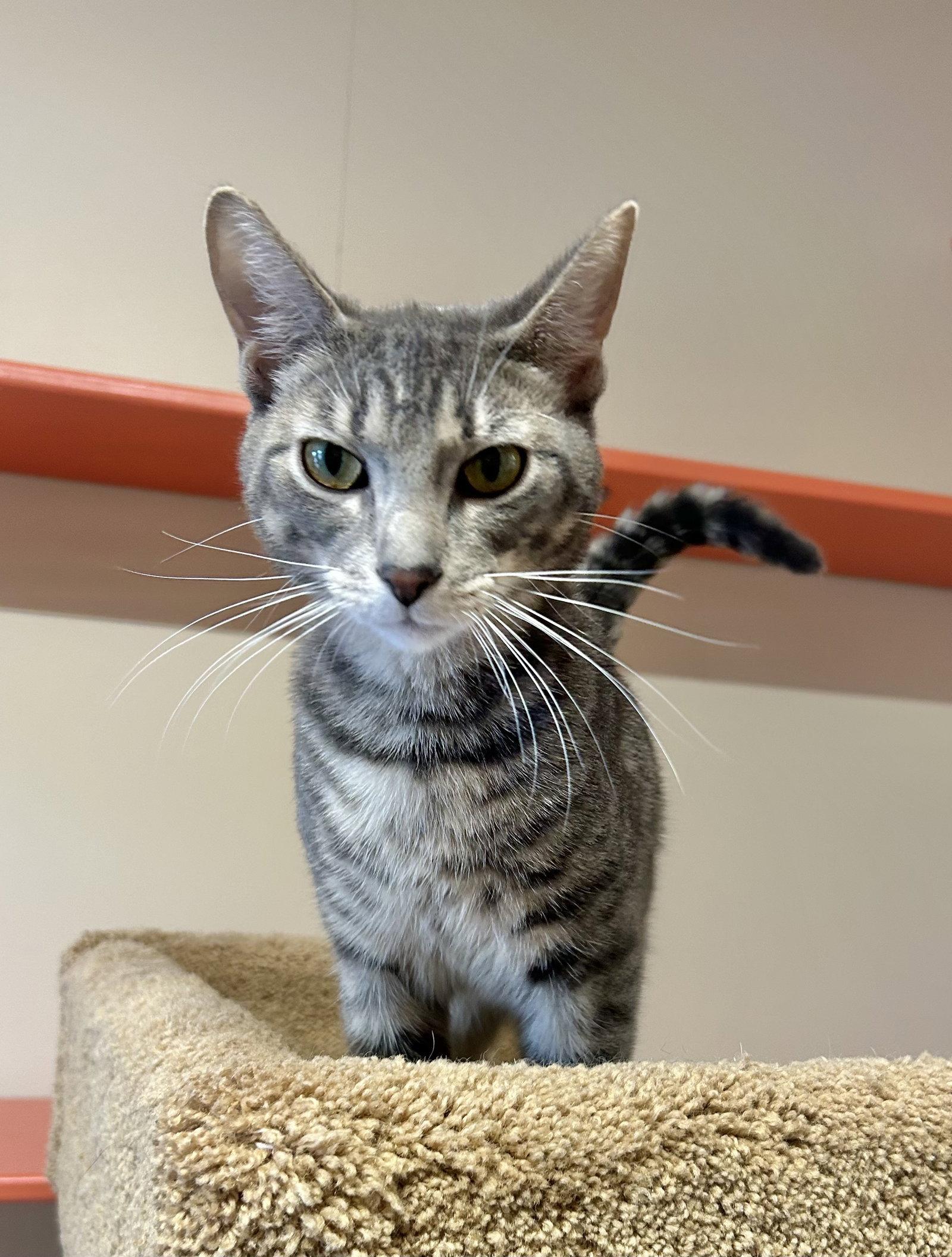 Enlarge Cooper, a Adoptable Domestic Short Hair in Arlington, VT image 3/3