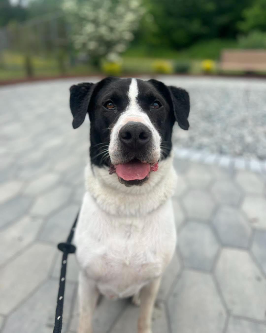 Hugo, ADOPTABLE, Adult Male Black Labrador Retriever & Caucasian Sheepdog / Caucasian Ovtcharka.