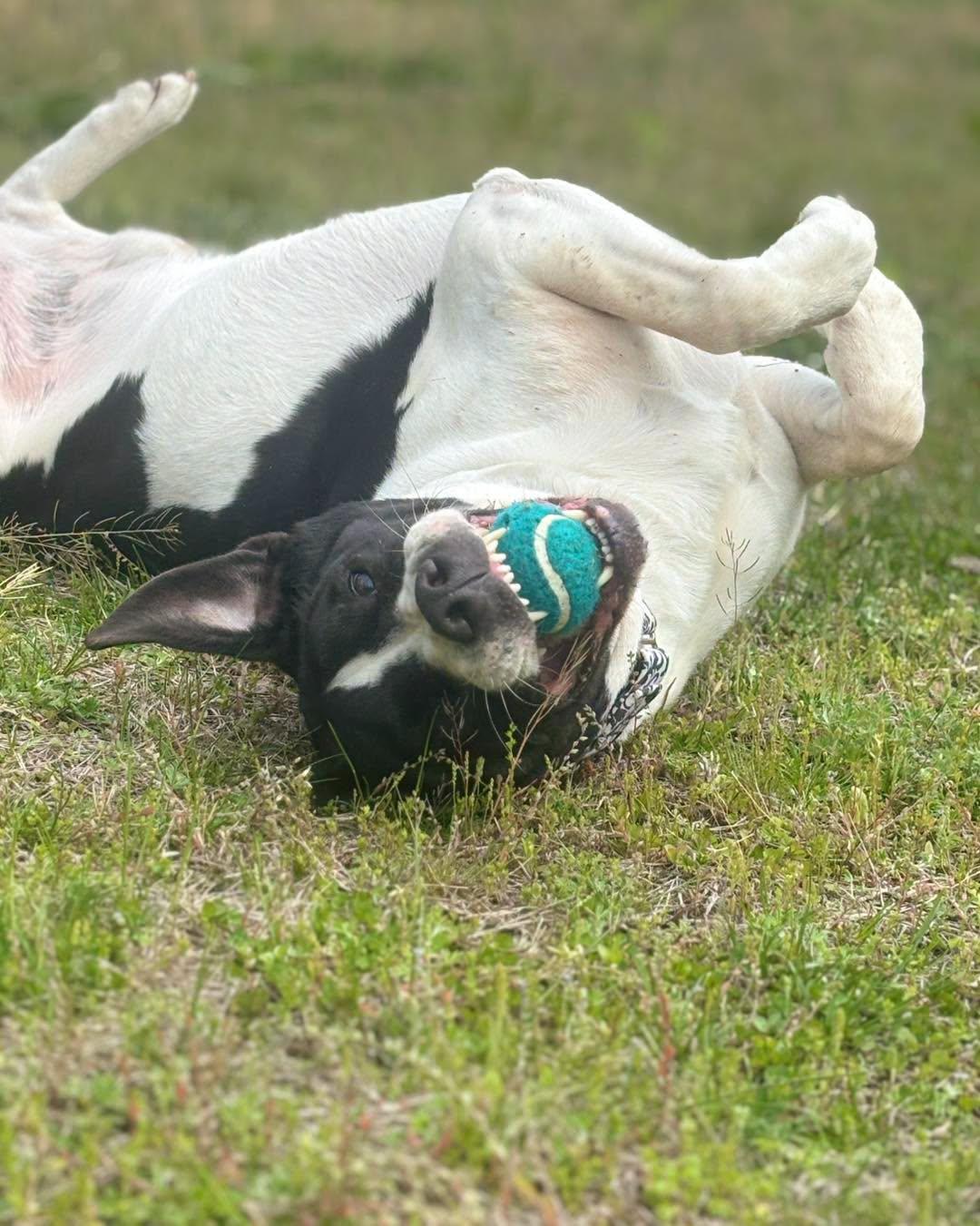 Hugo, a ADOPTABLE mixed breed in Cranston, RI image 2/2