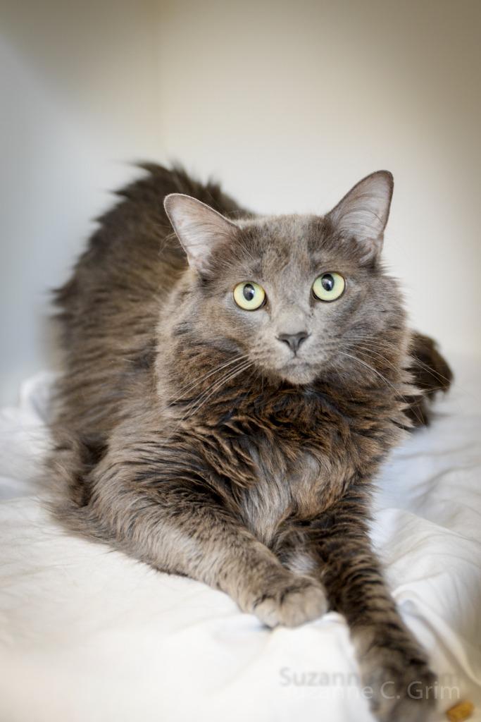 Benjamin, Adult Male unknown