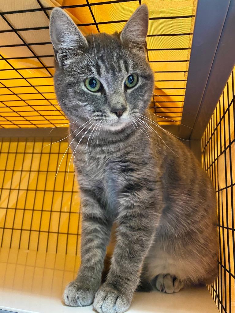 Helix, a Adoptable mixed breed in Grants Pass, OR image 1/3