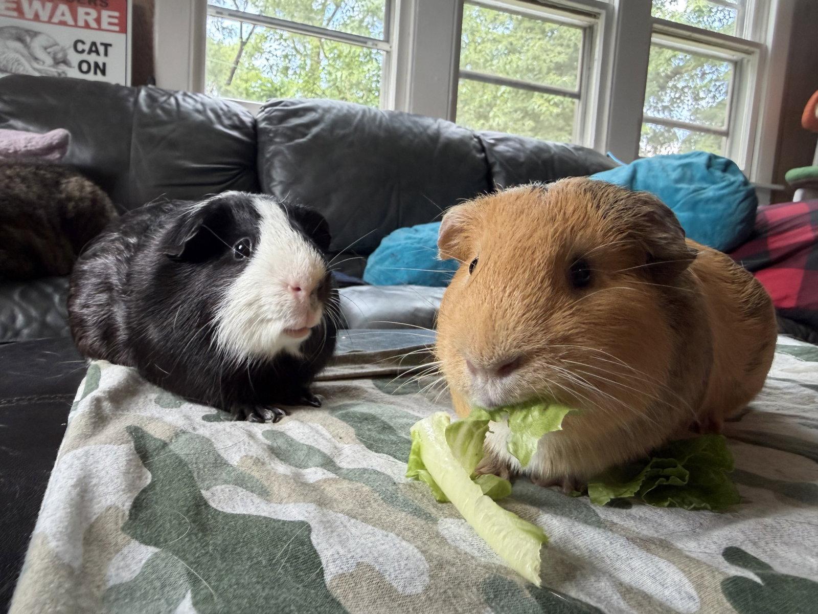 Caine and Abel, Adoptable, Adult Male Guinea Pig.