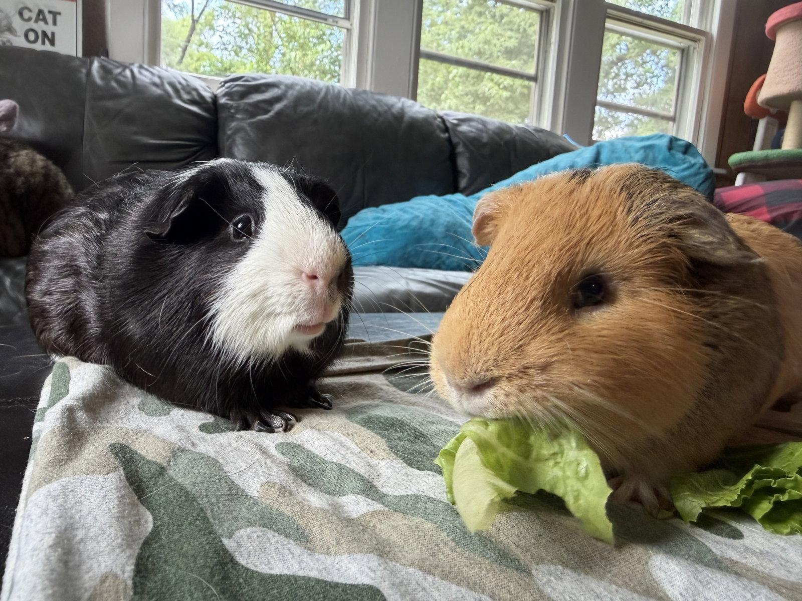 Enlarge Caine and Abel, a Adoptable Guinea Pig in Aurora, IL image 2/3