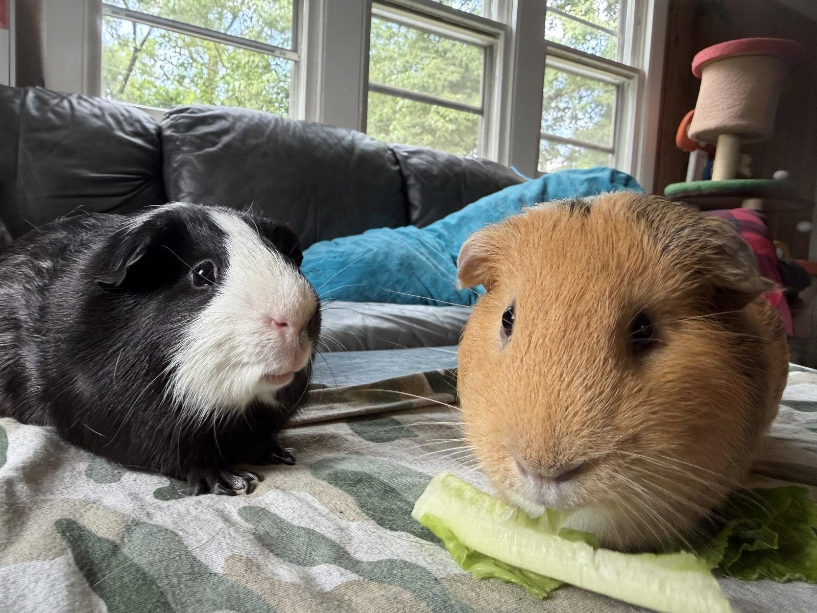 Enlarge Caine and Abel, a Adoptable Guinea Pig in Aurora, IL image 3/3