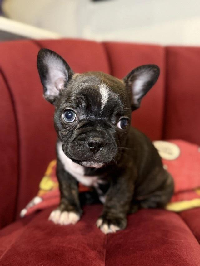 Bugs, ADOPTABLE, Puppy Male French Bulldog & Boston Terrier.
