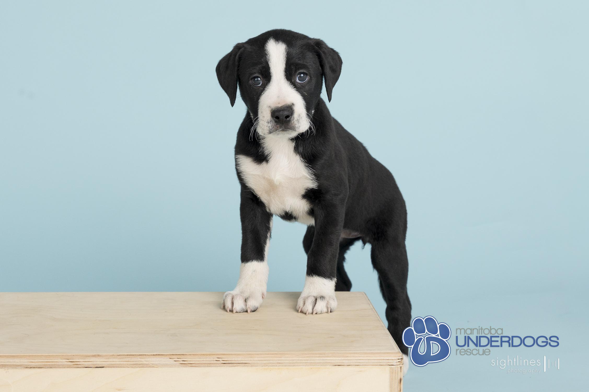 Enlarge Base, a Adoptable mixed breed in Winnipeg, MB image 1/4