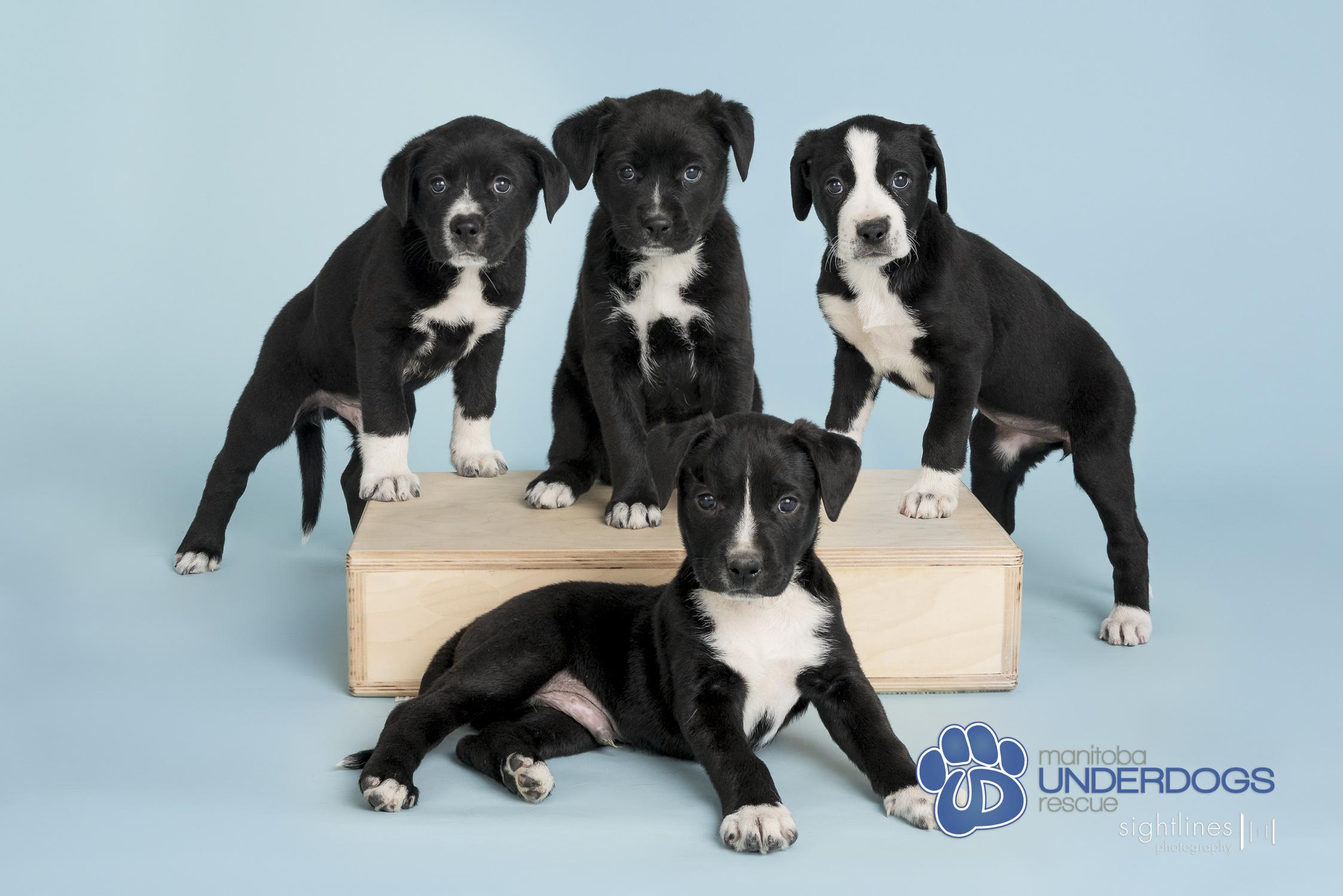 Enlarge Base, a Adoptable mixed breed in Winnipeg, MB image 2/4